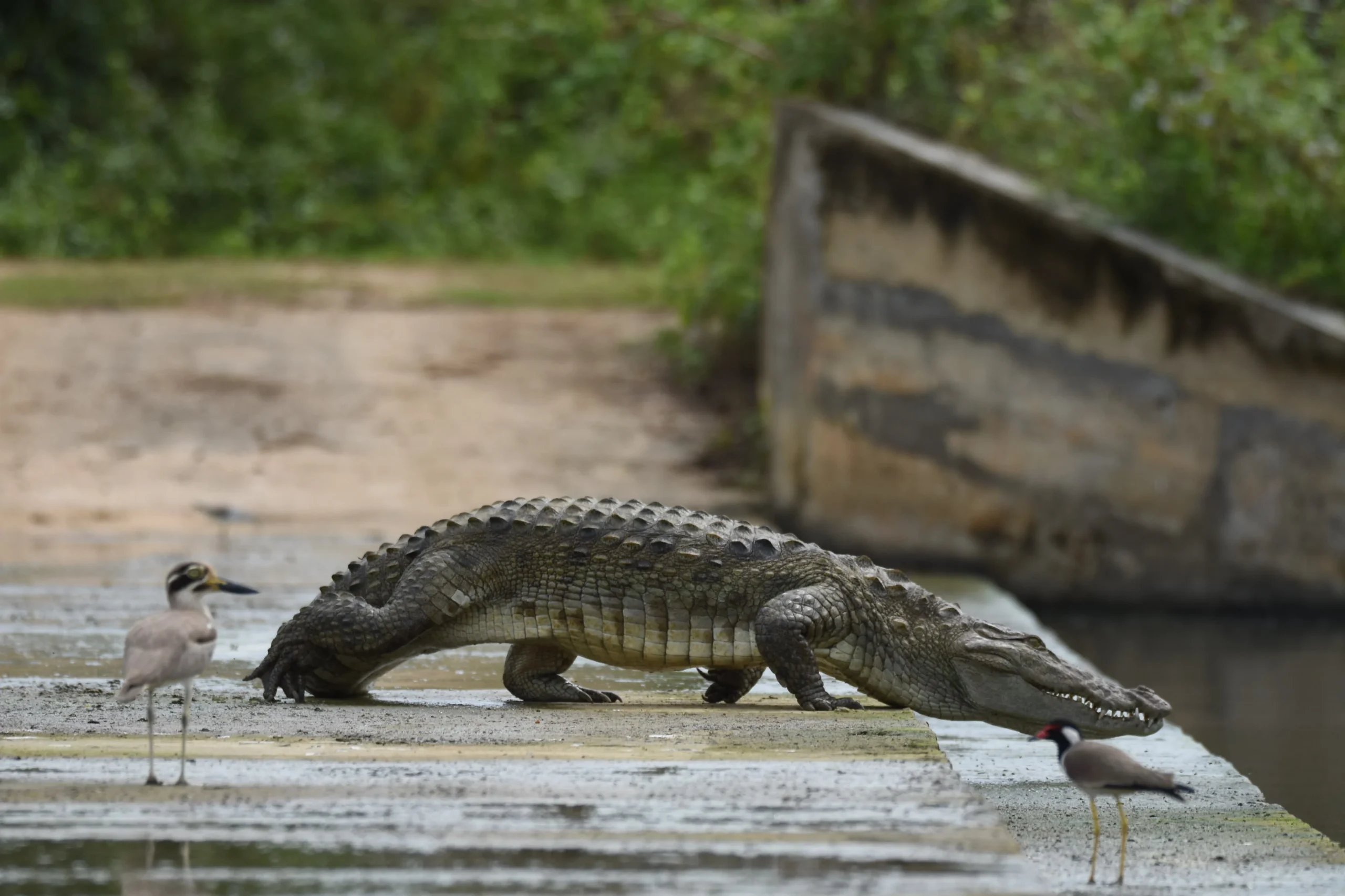 crocodile in yala national park