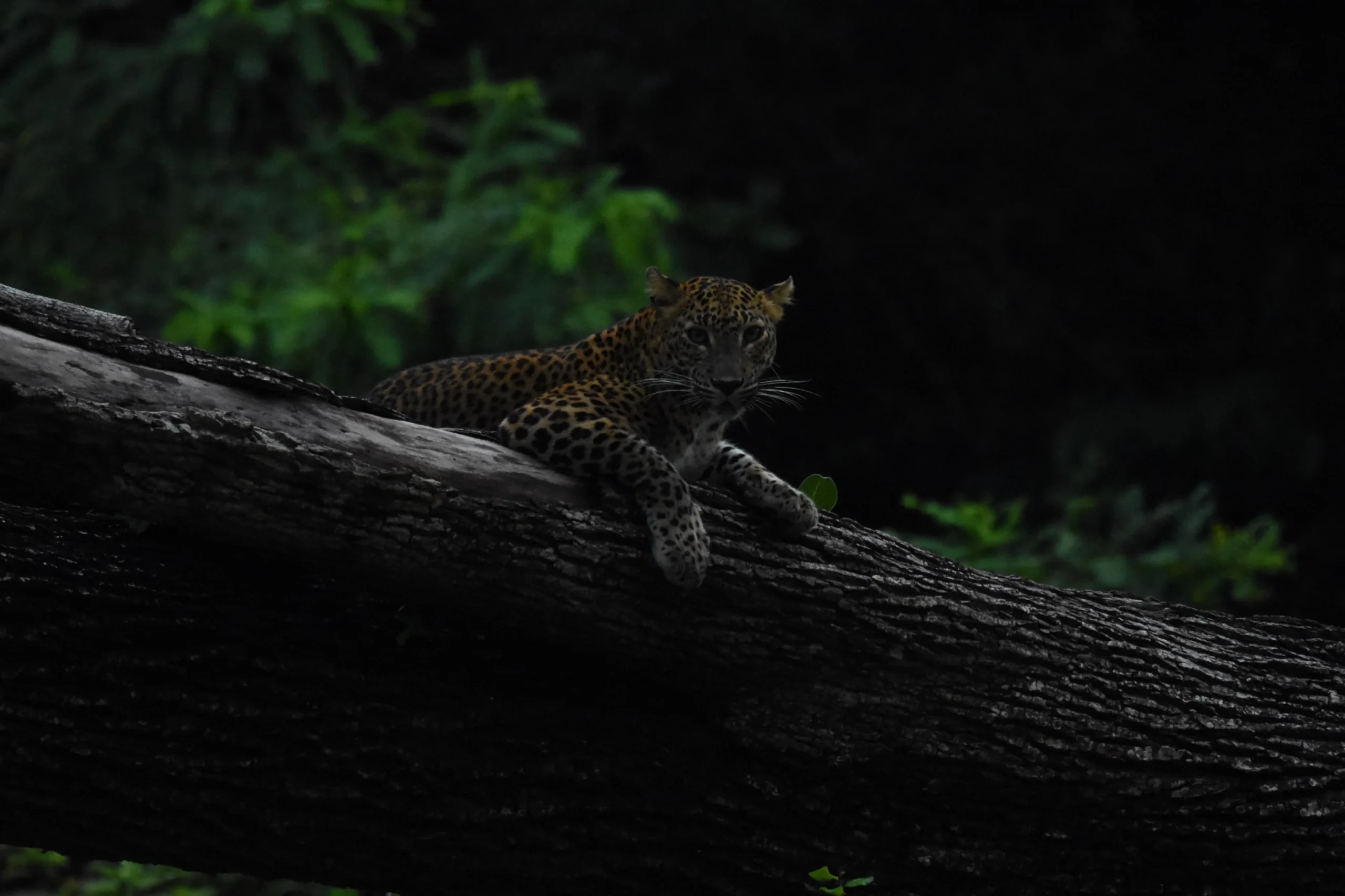 leopard safari