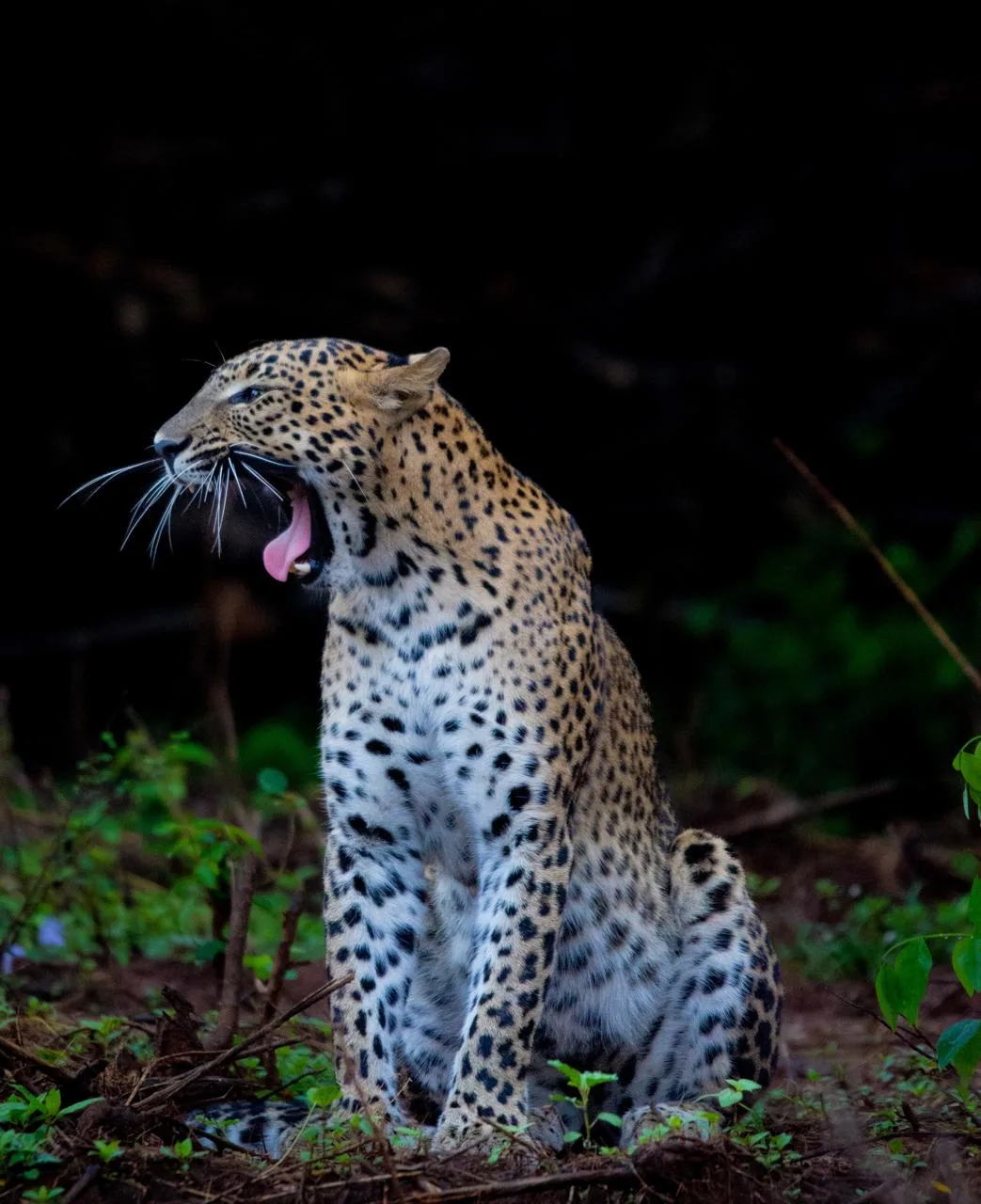 leopard srilanka