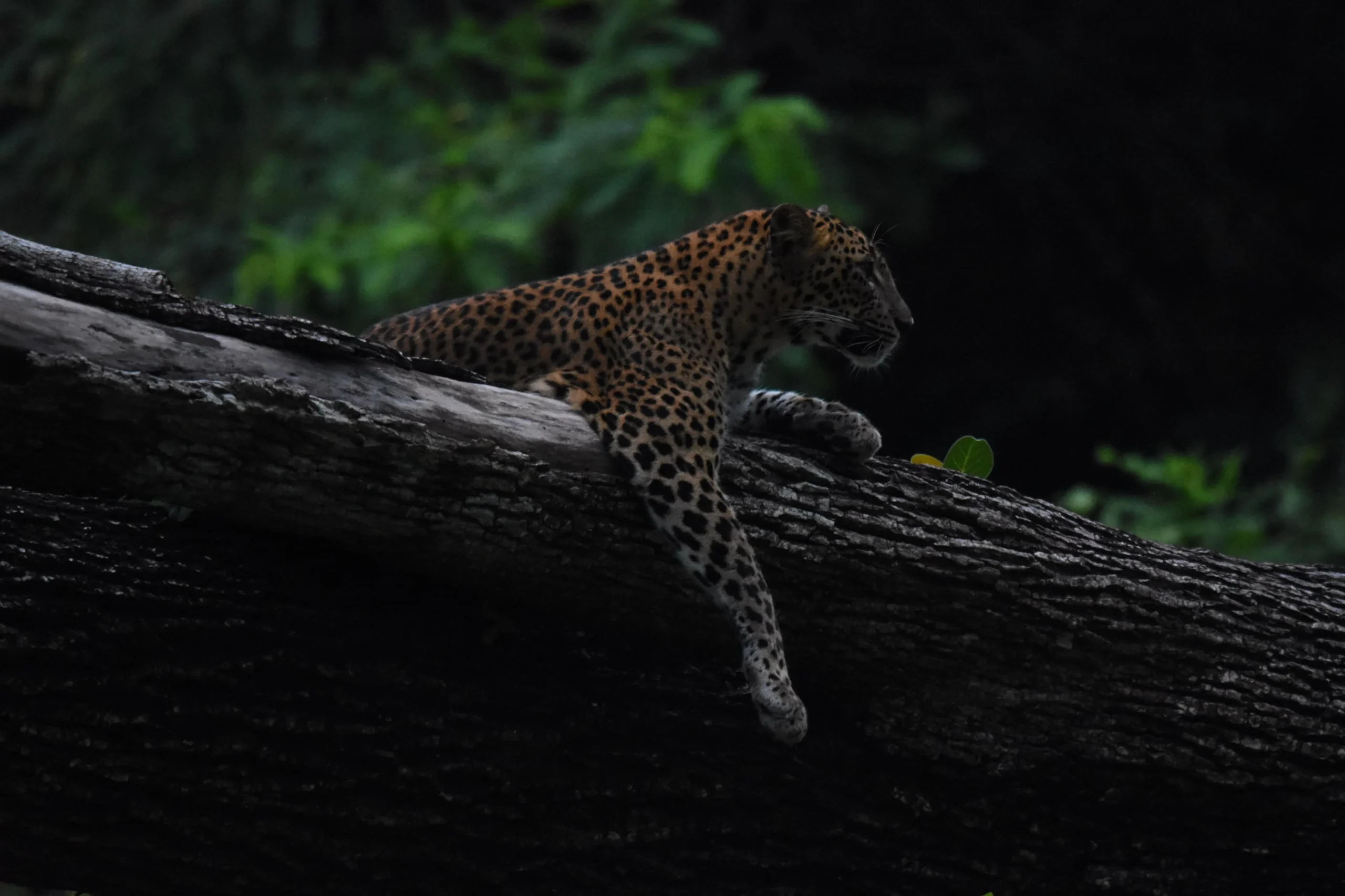 leopard tour