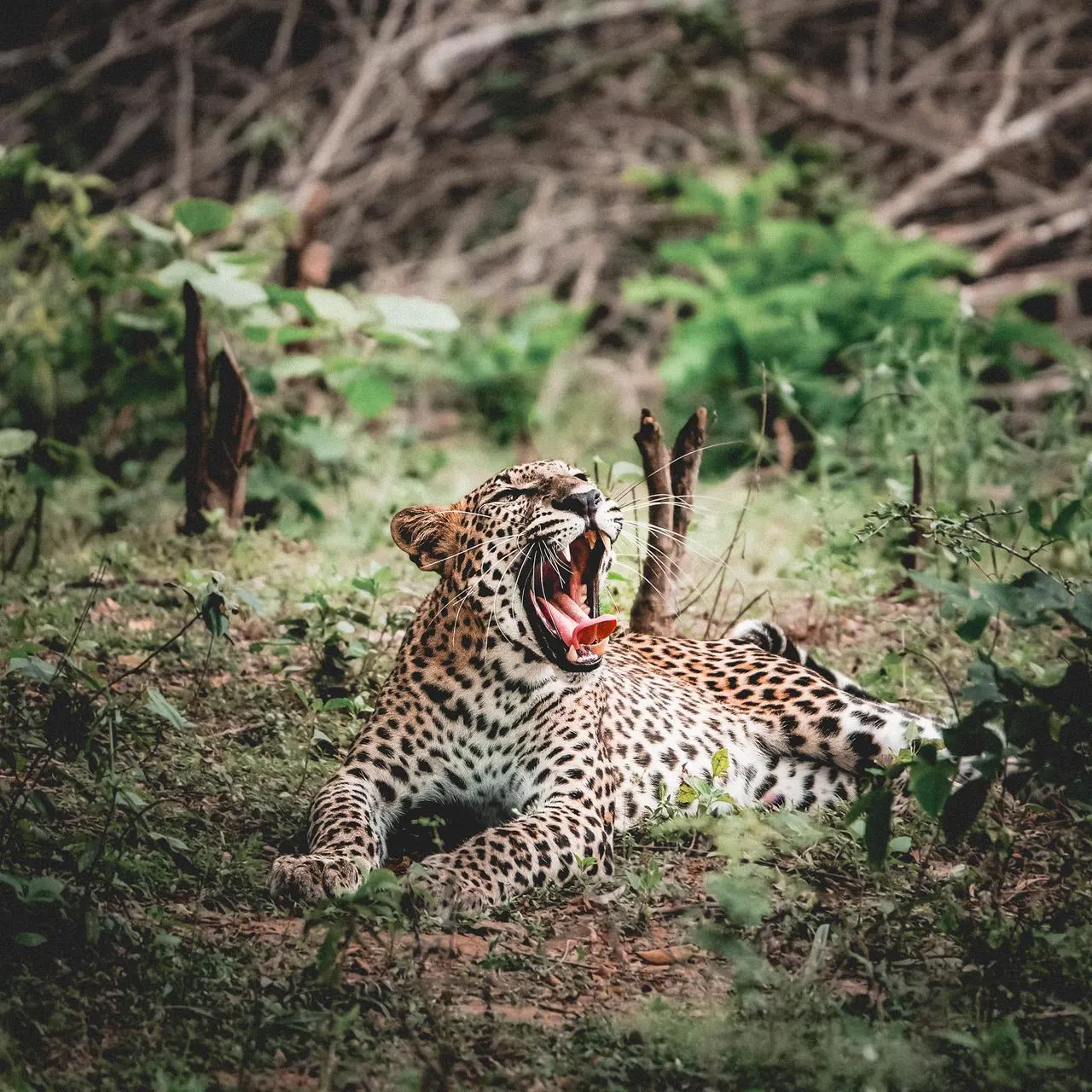 srilankan leopard