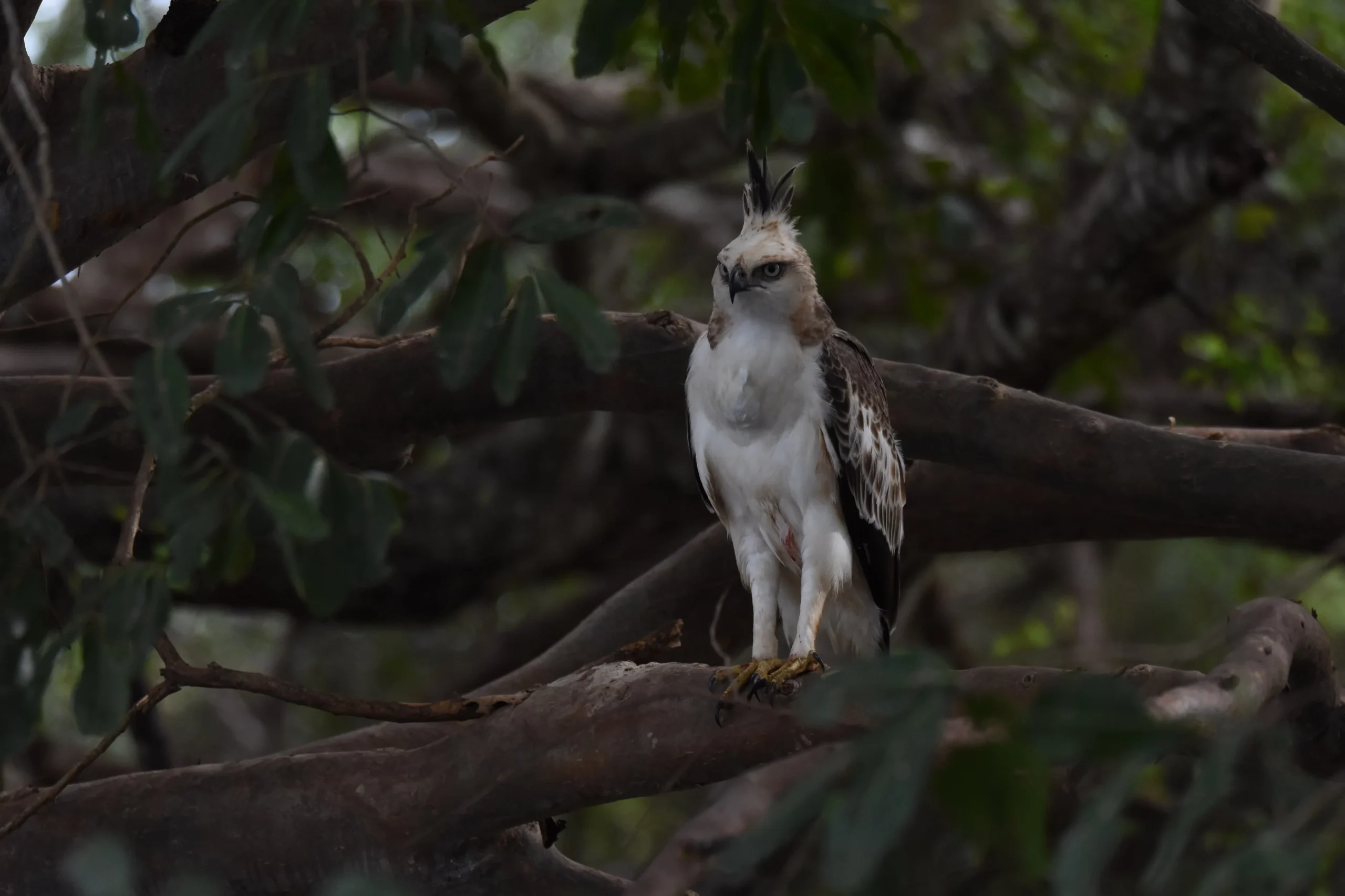 yala bird watching