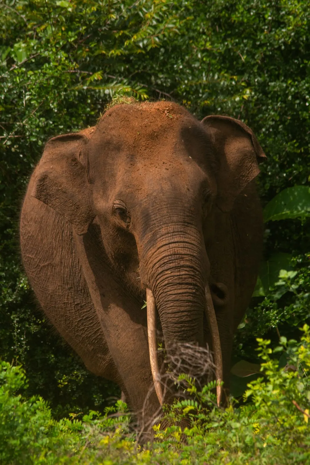 yala block 5 elephant