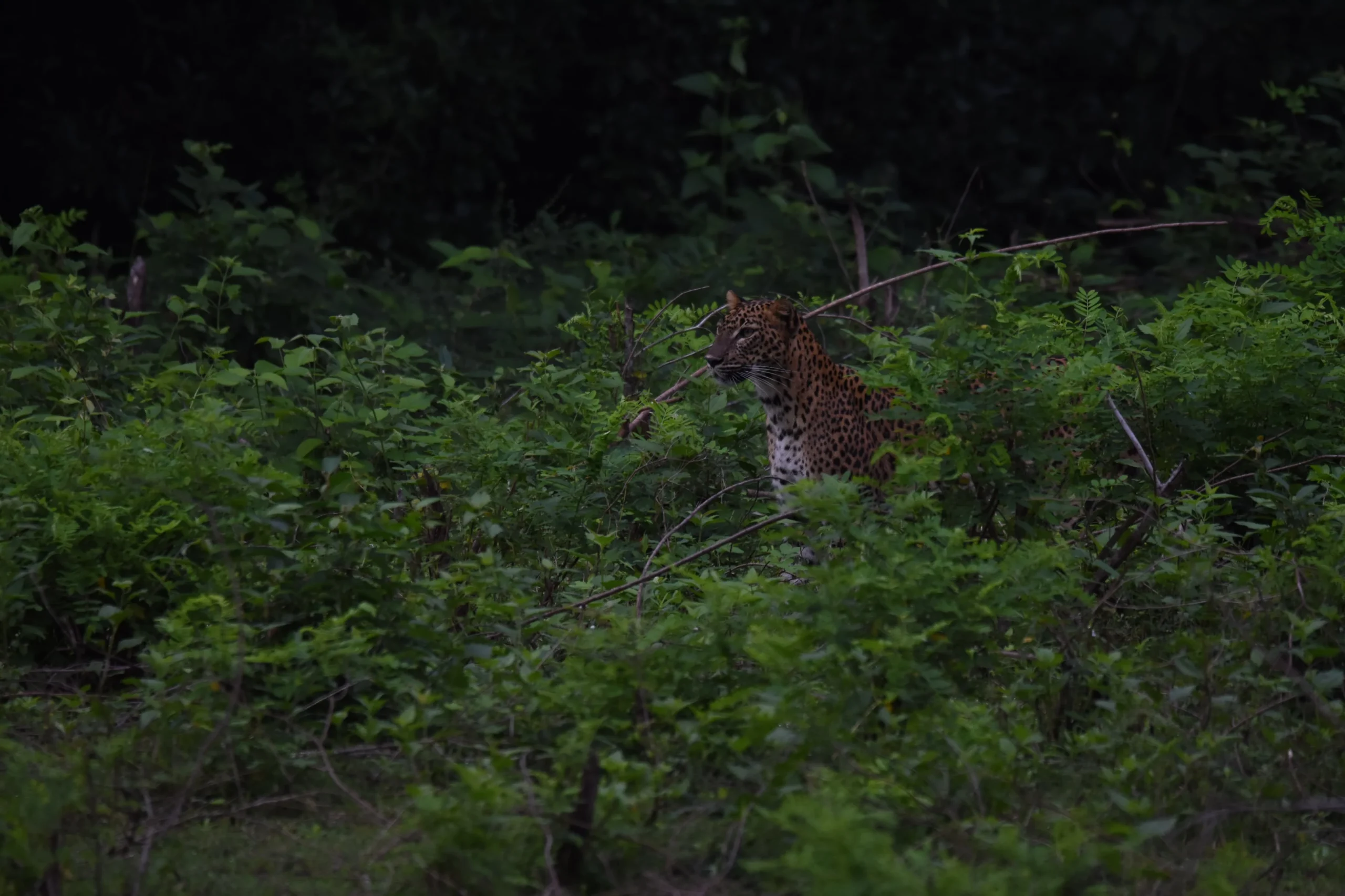 yala block 5 leopard