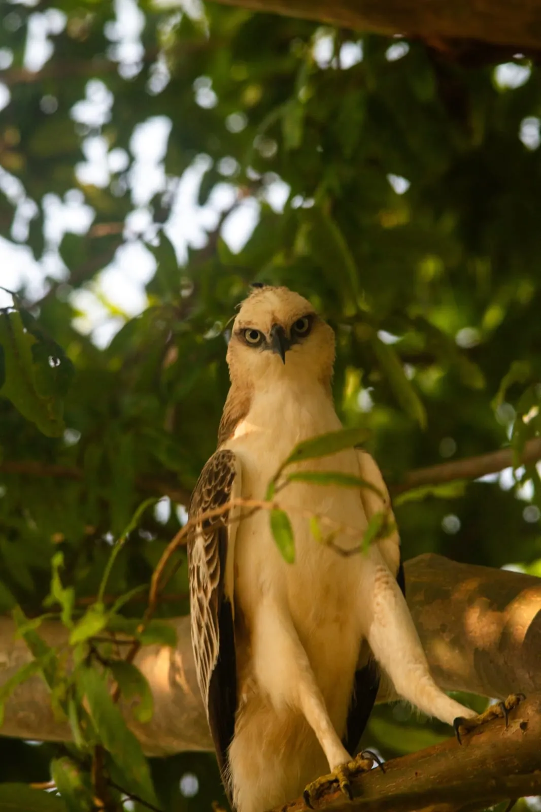 yala eagle