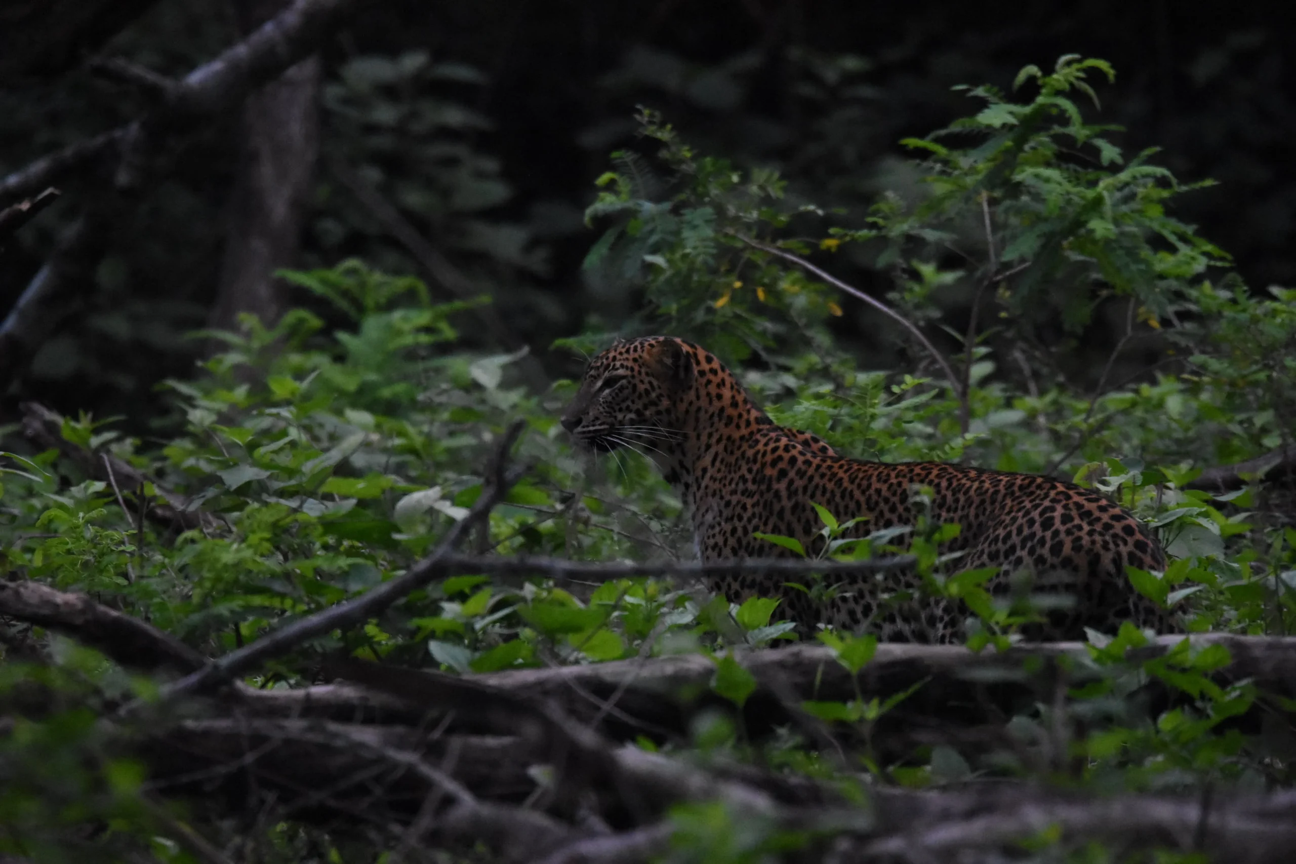 yala leopard