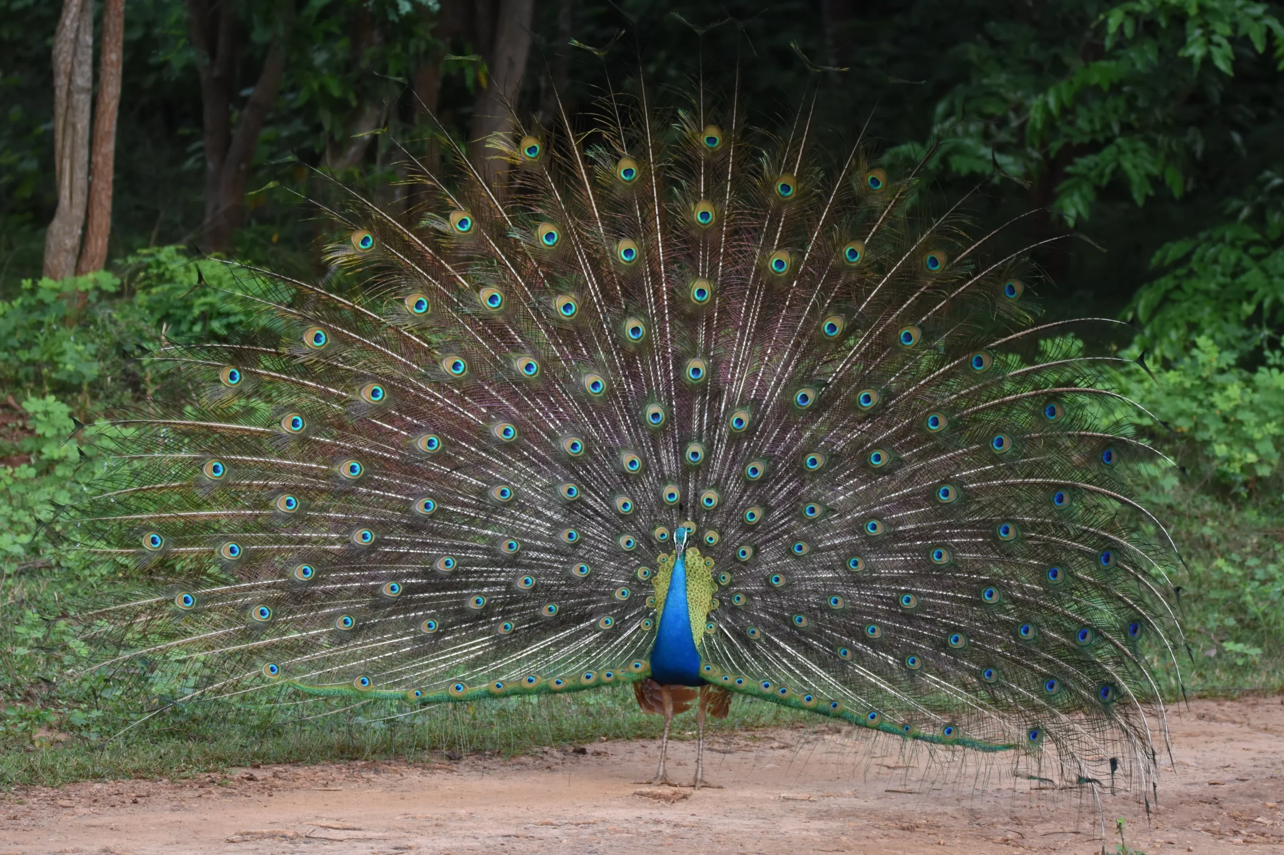 yala peacock