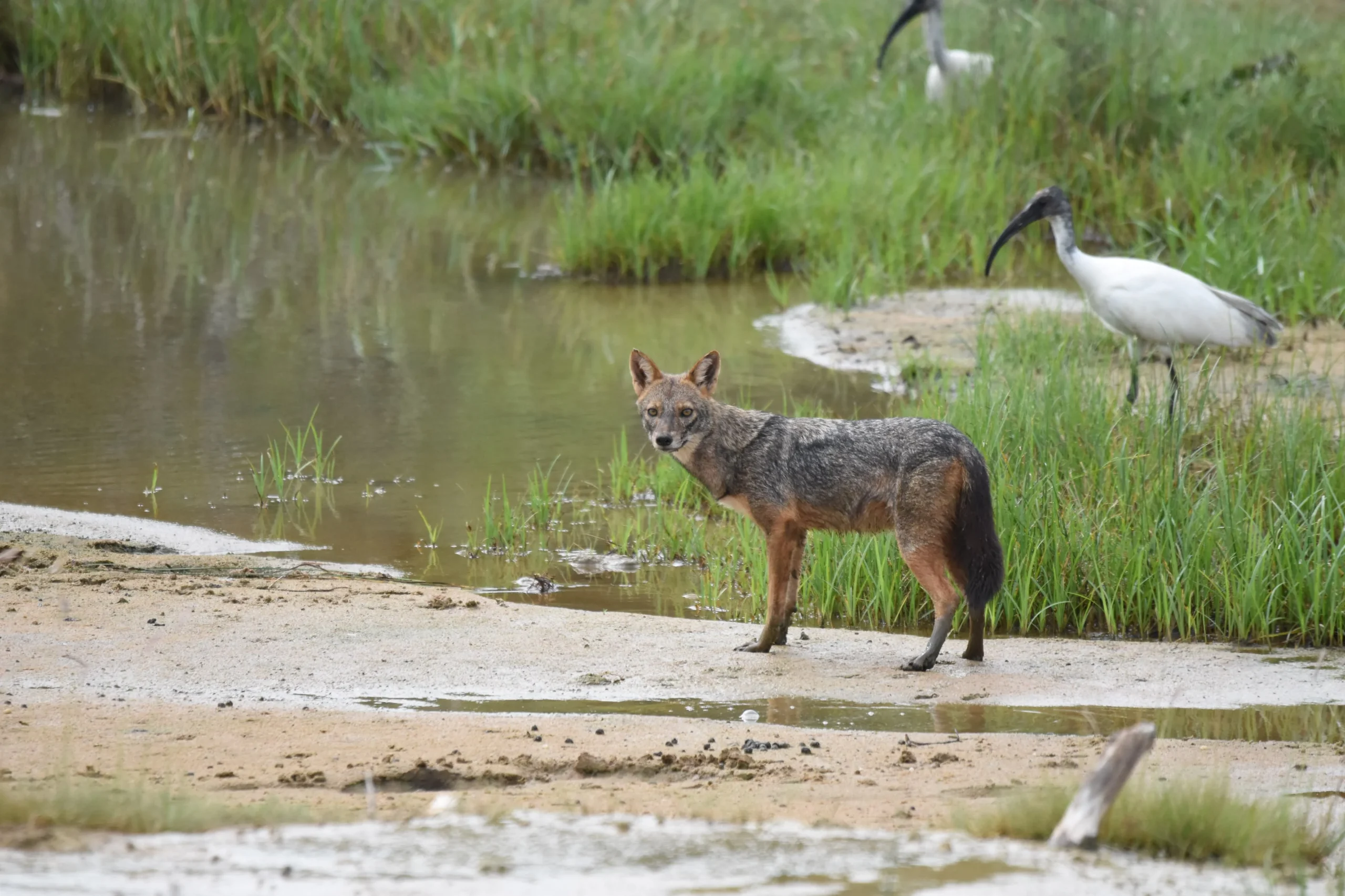 yala safari tour