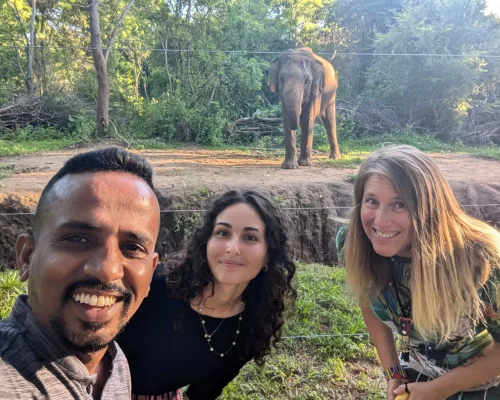 tuktukdude elephant watching